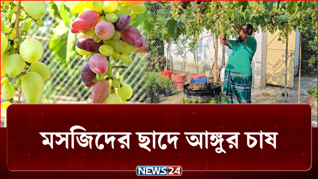 মসজিদের ছাদে আঙ্গুর চাষে সফলতা | Grape | News24