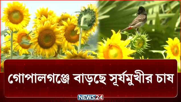 গোপালগঞ্জের মাঠজুড়ে এখন শুধু দৃষ্টিনন্দন সূর্যমুখীর সমারোহ | Sunflower | NEWS24