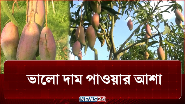 বাজারে আম তুলতে প্রস্তুতি নিচ্ছেন বাগান মালিকরা | Mango | NEWS24