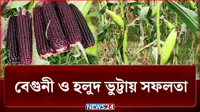পাহাড়ে বাড়ছে বেগুনী ও হলুদ ভুট্টা চাষ | Corn | NEWS24