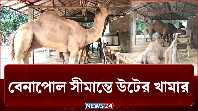 শখের উটের খামার, বাজারদর ৩০ লাখ! | Camel Farm | NEWS24