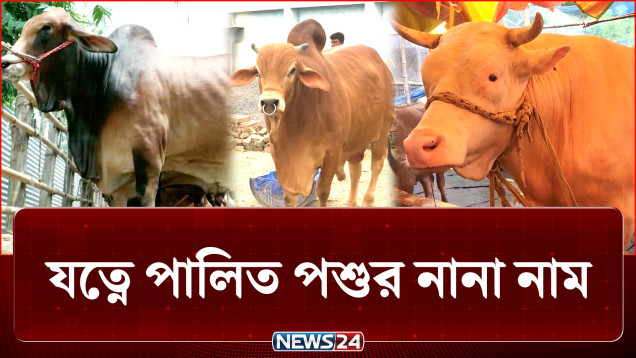 এবারও বিক্রির জন্য প্রস্তুত সুলতান, বাহাদুর, সুন্দরী ও বুলেট | Cow | NEWS24