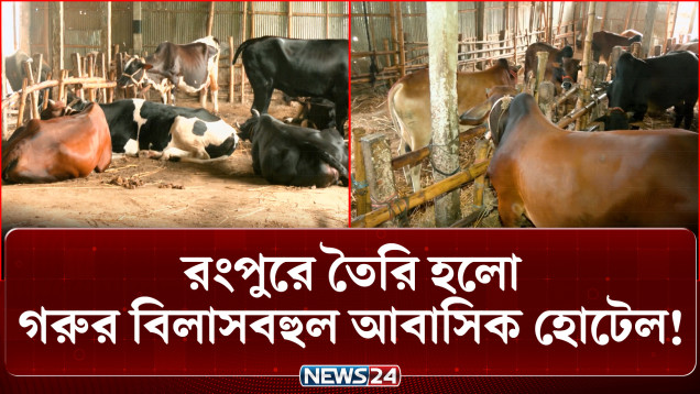 মানুষের নয়, গরুর হোটেল: ভাড়া মাত্র ১০০ টাকা! | Cow Hotel Rangpur | NEWS24