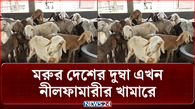 বাংলাদেশে মরুভূমির দুম্বা চাষে বাজিমাত, কোরবানির হাটে ব্যাপক চাহিদা | Dumba Farming BD | NEWS24