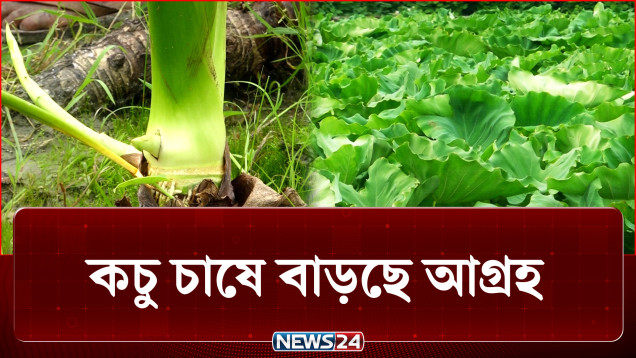 লাভজনক হওয়ায় বগুড়ায় কচু চাষে বাড়ছে আগ্রহ | Agriculture | NEWS24