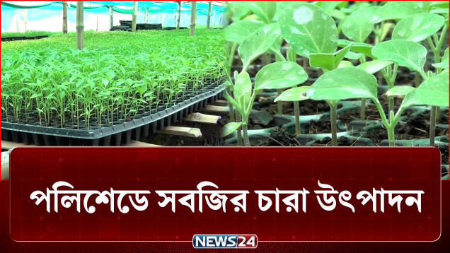 পলিশেডে সবজি চারা উৎপাদন করে সফল কৃষকরা | Agriculture | NEWS24