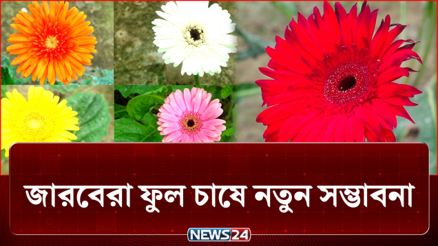 প্রযুক্তি ব্যবহারে শীতকালের জারবেরা ফুল ফুটছে গ্রীষ্মকালেও | Flower | NEWS24