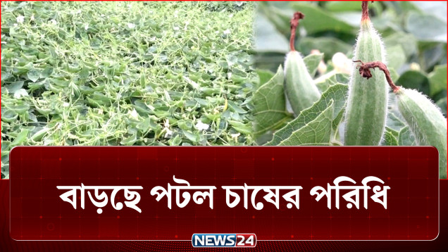 পটলের আশানুরূপ ফলনে খুশি কৃষকরা | Agriculture | NEWS24