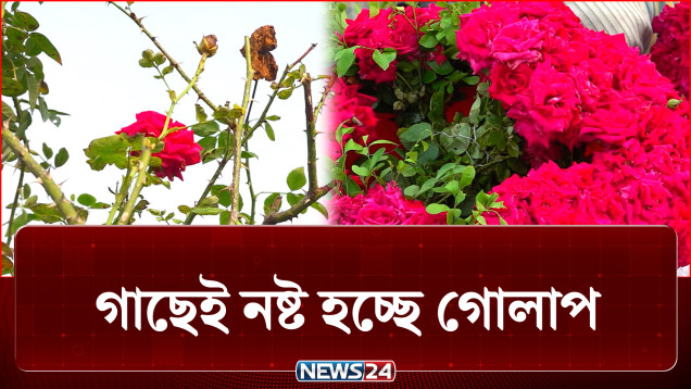 অজানা ভাইরাসে নষ্ট হচ্ছে গোলাপের পাতা ও কলি, মিলছে না সুরাহা | Flower | NEWS24