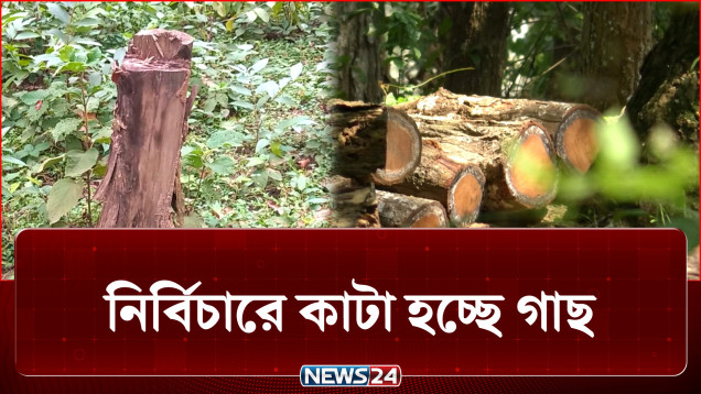 চলছে গাছ কাটার মহোৎসব, উজাড় হচ্ছে বন, নির্বিকার প্রশাসন | Tree | NEWS24