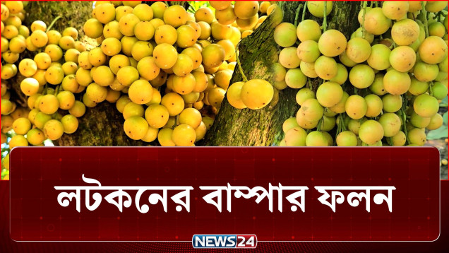 কাণ্ড থেকে ডালপালা, সবখানেই ঝুলছে সোনালি লটকন | Agriculture | NEWS24