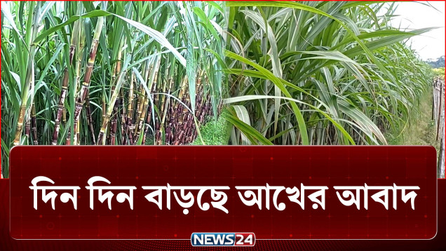 চাঁদপুরে দিন দিন বাড়ছে আখের আবাদ | Sugarcane | NEWS24
