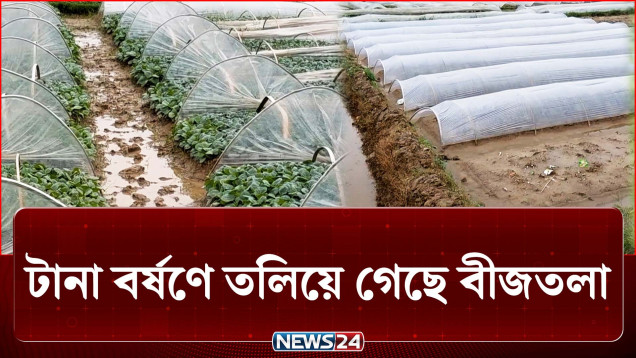 টানা বর্ষণে নষ্ট হলো লাখ লাখ টাকার চারা | Agriculture | NEWS24