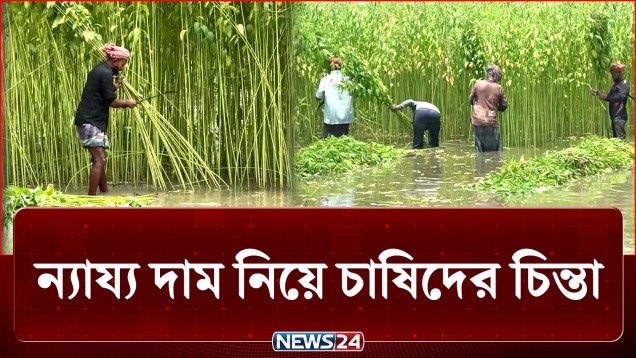 রাজবাড়ীতে এ বছর লক্ষ্যমাত্রা ছাড়ালো পাটের আবাদ | Jute | NEWS24