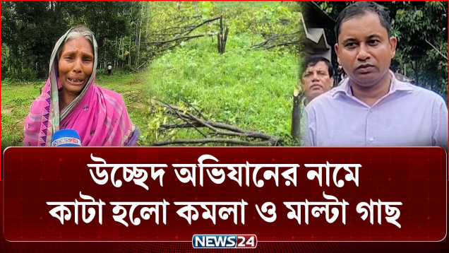 উচ্ছেদ অভিযানের নামে কাটা হলো কমলা ও মাল্টা গাছ | Moulvibazar | NEWS24