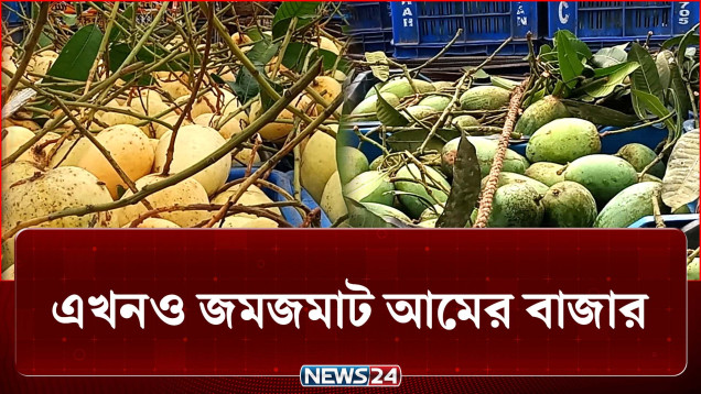 আম চাষি ও ব্যাপারীদের হাঁকডাকে মুখর চাঁপাইনবাবগঞ্জ | Mango | NEWS24