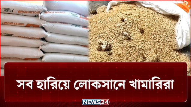 মুরগি বড় হবে, ফিরবে স্বচ্ছলতা কিন্তু এখন পথে বসার অবস্থা | Poultry | NEWS24