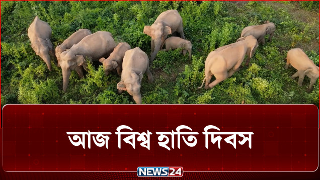 গারো পাহাড়ে দিন দিন বাড়ছে বন্যহাতির সংখ্যা | Elephant Day | News24