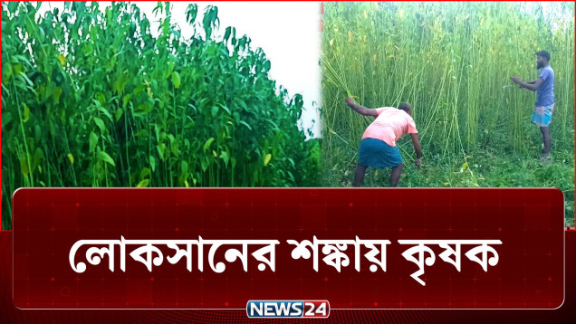 লালমনিরহাটে পাট চাষ করে হতাশায় কৃষকরা | Jute | NEWS24