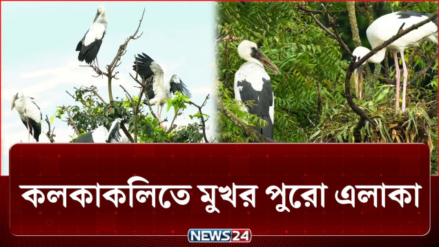 শীত আসার আগেই বসলো অতিথি পাখির মেলা | Migratory birds | NEWS24