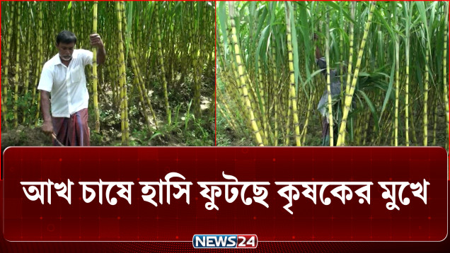 আখ চাষে হাসি ফুটছে ফরিদপুরের কৃষকের মুখে | Farmer Success | News24