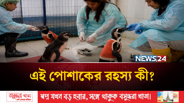 মৃ-ত্যু-শ-য্যা থেকে বিরল পেঙ্গুইনদের সুস্থ করছে জাদুকরী বর্ম | Penguin | News24 International