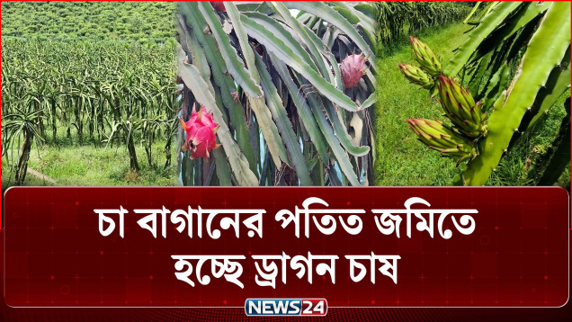 মৌলভীবাজারের কুলাউড়ায় চা বাগানের পতিত জমিতে হচ্ছে ড্রাগন চাষ | Moulvibazar | News24