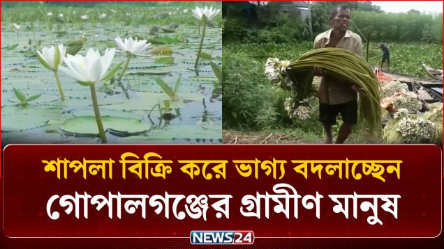 জাতীয় ফুল শাপলা বিক্রি করে ভাগ্য বদলাচ্ছেন গোপালগঞ্জের গ্রামীণ মানুষ | Water Lily | NEWS24
