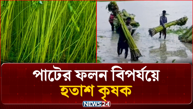 উত্তরের ৫ জেলায় পাটের ফলন বিপর্যয়, উঠছে না উৎপাদন খরচ | Farmers Crisis | News24