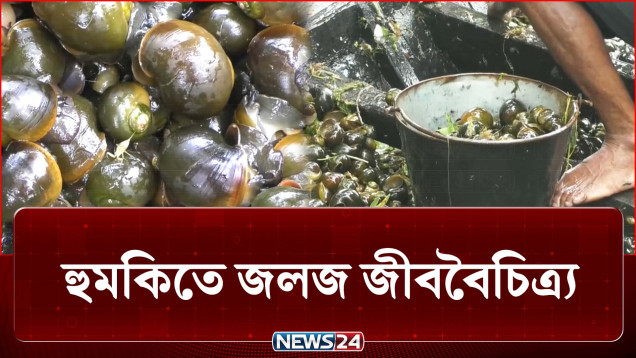 ব্যাপক হারে শামুক সংগ্রহে হুমকিতে বাস্তুতন্ত্র | Snail | Agriculture | NEWS24