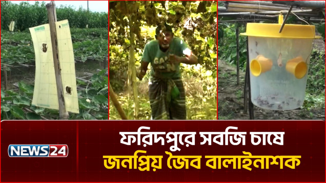 ফরিদপুরে সবজি চাষে জনপ্রিয় জৈব বালাইনাশক | Organic Farming | News24