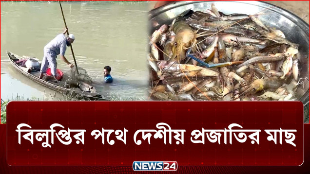 অবৈধ চায়না দুয়ারি জাল ব্যবহারে জলাশয়ে মিলছে না দেশীয় মাছ | Fish | NEWS24