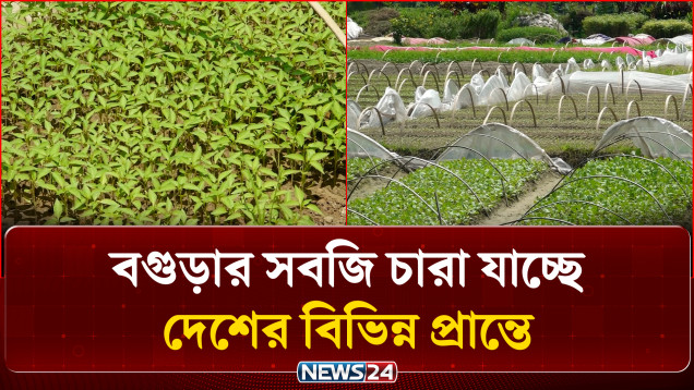 বগুড়ায় গড়ে উঠেছে দেশের সর্ববৃহৎ সবজি নার্সারি পল্লী | Agriculture | News24