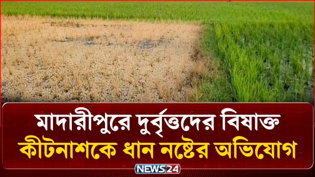 মাদারীপুরে দু'র্বৃ'ত্ত'দের বিষাক্ত কীটনাশকে ধান নষ্টের অভিযোগ | Madaripur | News24