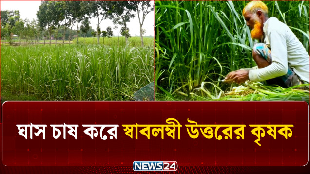 ঘাস চাষ করে স্বাবলম্বী উত্তরের কৃষক | Farmer Success | News24