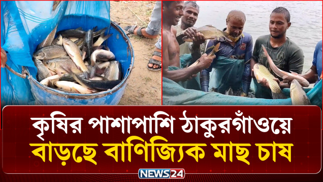 কৃষির পাশাপাশি ঠাকুরগাঁওয়ে বাড়ছে মাছ চাষের পরিধি | Thakurgaon | Fish Farming | News24