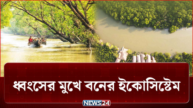 উচ্চ শব্দ আর বাণিজ্যিক রিসোর্টে ভালো আছে কী বনের প্রাণীরা? | Sundarban | NEWS24
