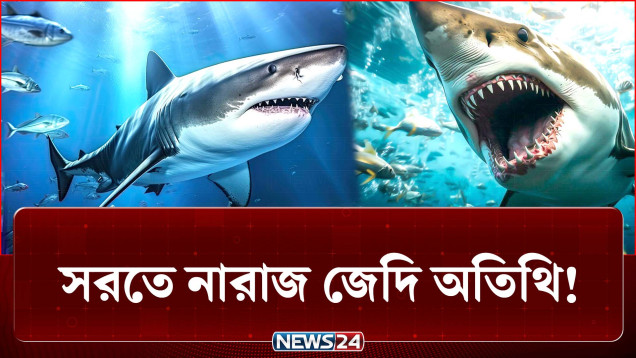লোকালয়ে ঢুকে পড়া হাঙর দেখতে মানুষের উন্মাদনা! | Shark | NEWS24