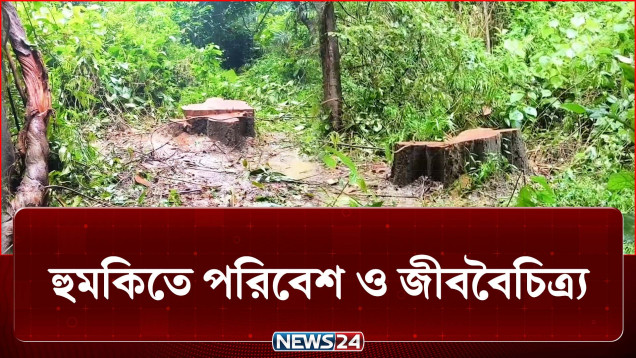 রাত নামলেই সক্রিয় চোর চক্র, লুট হচ্ছে বনের গাছ! | Forest | NEWS24
