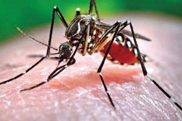 খুলনায় ডেঙ্গু কেড়ে নিল গৃহবধূর প্রাণ