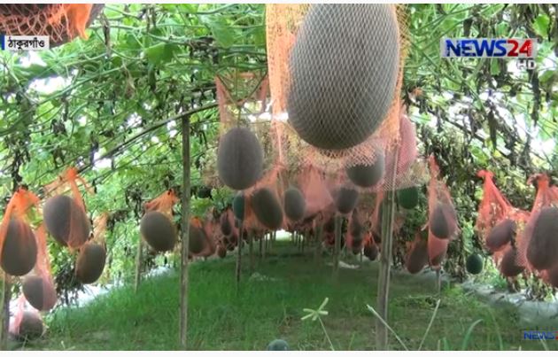 অসময়ে মাচায় তরমুজ চাষে সফল তারা 