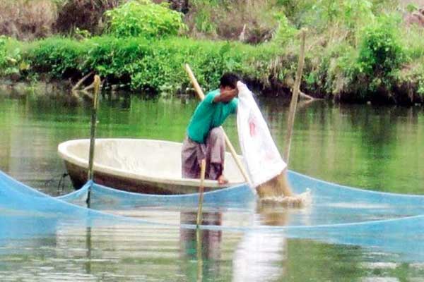 গুরুদাসপুরে দশ বছরে মাছ উৎপাদন দ্বিগুণ 