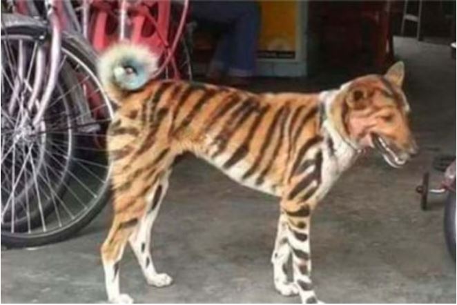 ‌‘কুকুর হয়ে গেল বাঘ’!