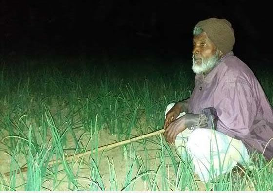চুরির ভয়ে রাত জেগে পেঁয়াজ ক্ষেত পাহারা!