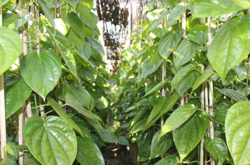 শীতে পিরোজপুরের পান চাষীদের মাথায় হাত