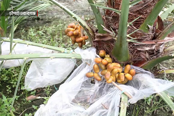 সৌদির খেজুর চাষ হচ্ছে চাঁপাইনবাবগঞ্জে