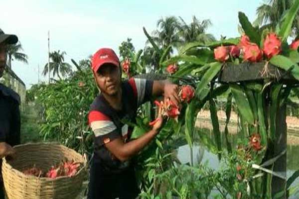বাগেরহাটে ড্রাগন চাষে বিপ্লব, এক মৌসুমেই ৫ বার ফলন