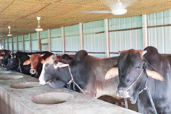 গরুর খামার করে দৃষ্টান্ত স্থাপন করেছেন রিয়াজ উদ্দীন