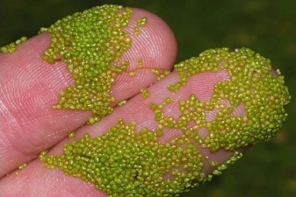 পৃথিবীর সবচেয়ে ক্ষুদ্রতম ফুল