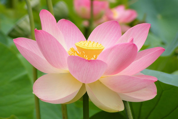মনোহারি পদ্মফুল